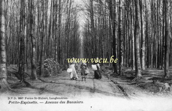 ancienne carte postale de Uccle Petite-Espinette - Avenue des Bonniers