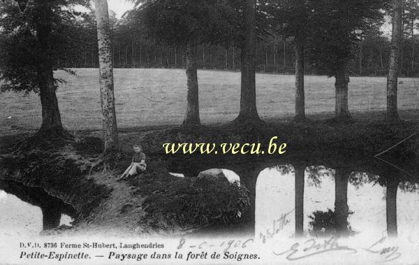 ancienne carte postale de Uccle Petite-Espinette - Paysage dans la forêt de Soignes