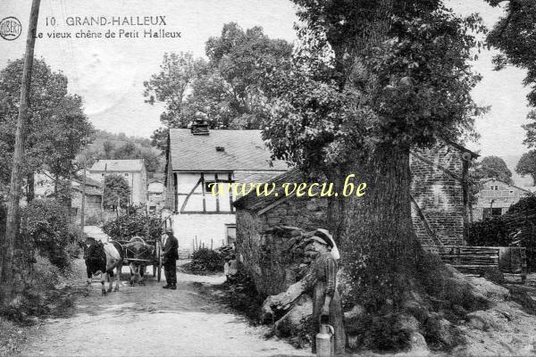 ancienne carte postale de Grand-Halleux Le vieux chêne de Petit Halleux