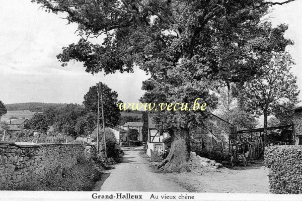 ancienne carte postale de Grand-Halleux Au vieux chêne