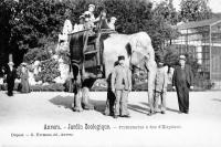 carte postale de Anvers Jardin zoologique - Promenade à dos d'éléphant