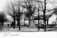 carte postale ancienne de Laeken Le gros Tilleul