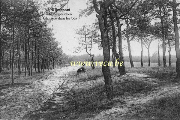 ancienne carte postale de Rijmenam Clairière dans les bois