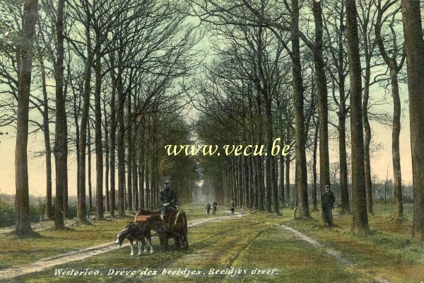 ancienne carte postale de Westerlo Drève des beeldjes