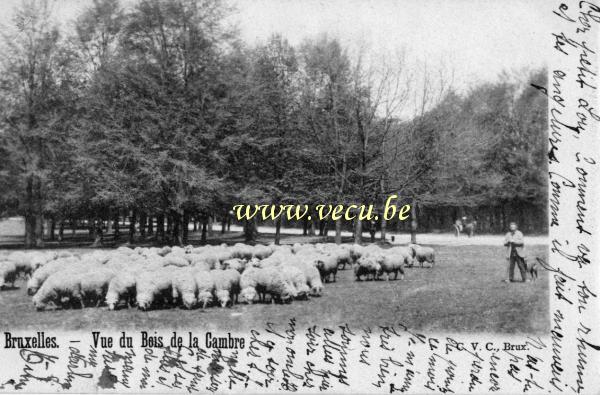 ancienne carte postale de Bruxelles Vue du bois de la Cambre