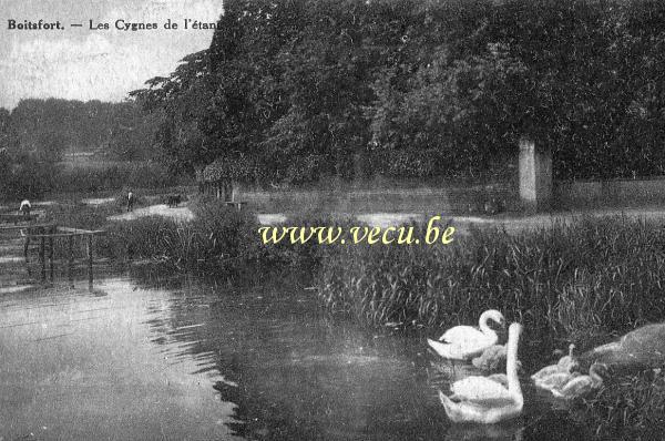 ancienne carte postale de Watermael-Boitsfort Les cygnes de l'étang