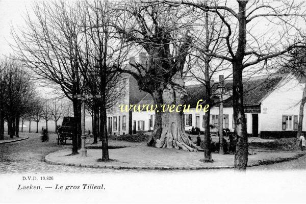 ancienne carte postale de Laeken Le gros Tilleul