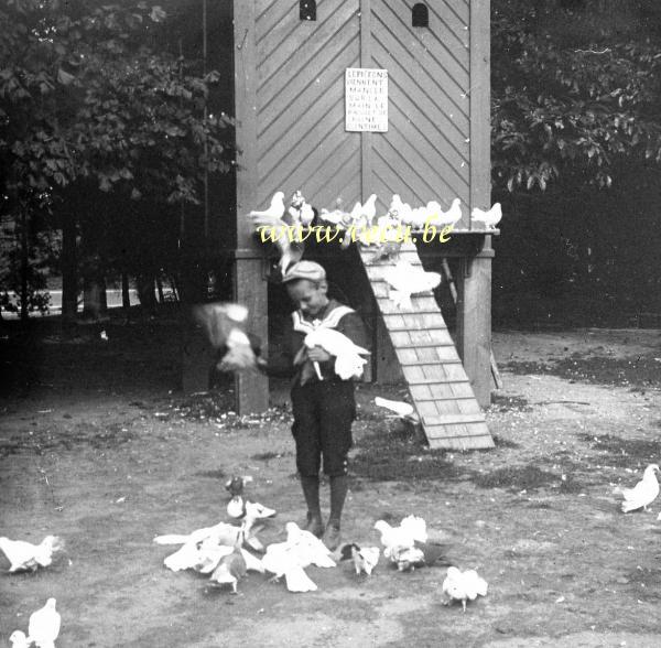 foto van  Les pigeons viennent manger dans la main. Le paquet de graines 10 centimes.