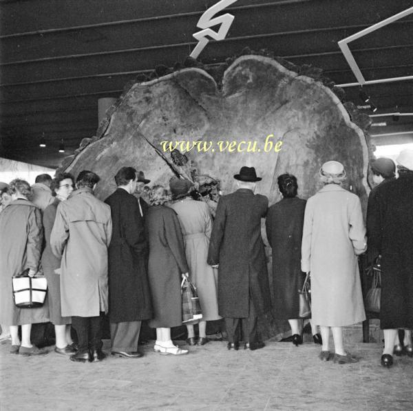 photo ancienne  de l'expo 58  Pavillon des USA. Tranche de Sequoia vieux de 2000 ans.