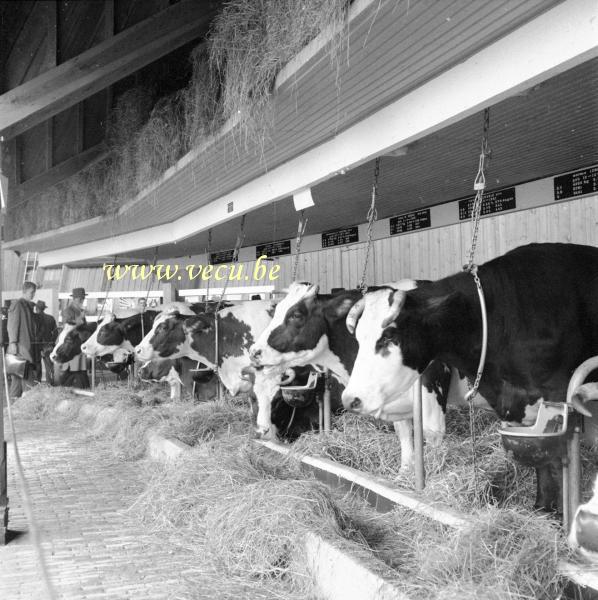 photo ancienne  de l'expo 58  La ferme de l'expo 58.