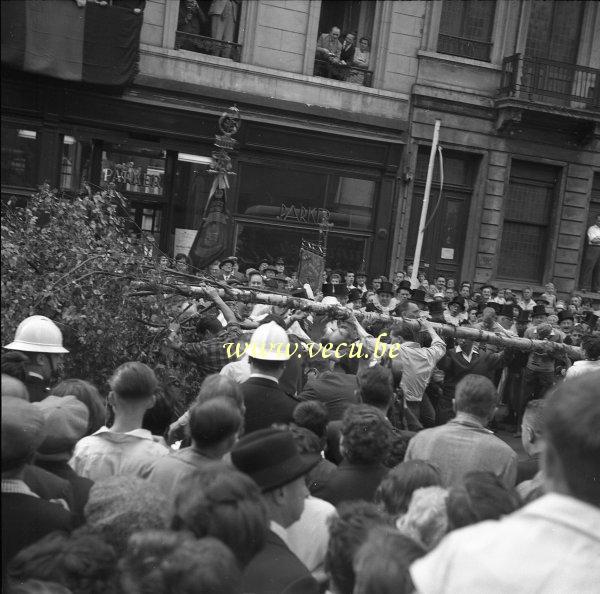 foto  van Meyboom - Meiboom te Brussel 