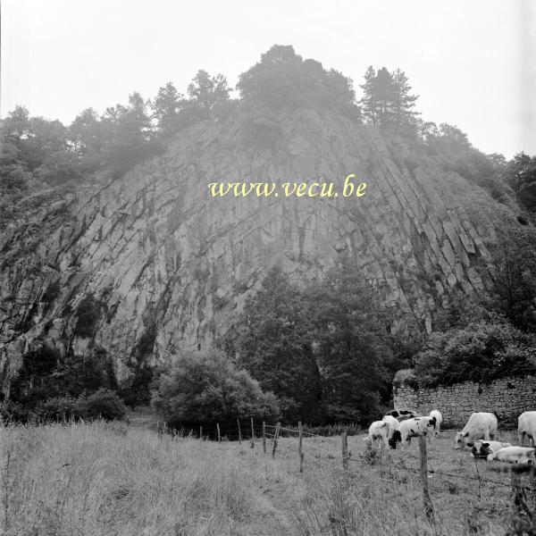 photo ancienne  Devant l'anticlinal, les vaches paissent à côté d'une carcasse de voiture.