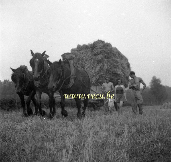 photo ancienne  de métiers de l'agriculture et de l'élevage  