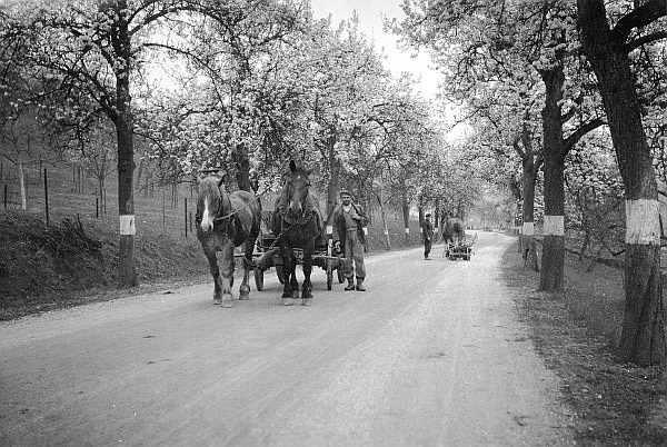 photo ancienne  de métiers de l'agriculture et de l'élevage  