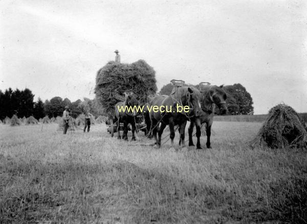 photo ancienne  de métiers de l'agriculture et de l'élevage  Les moissons