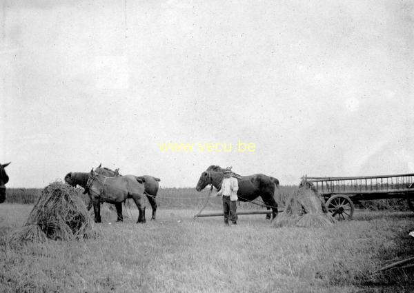 photo ancienne  de métiers de l'agriculture et de l'élevage  Les moissons 