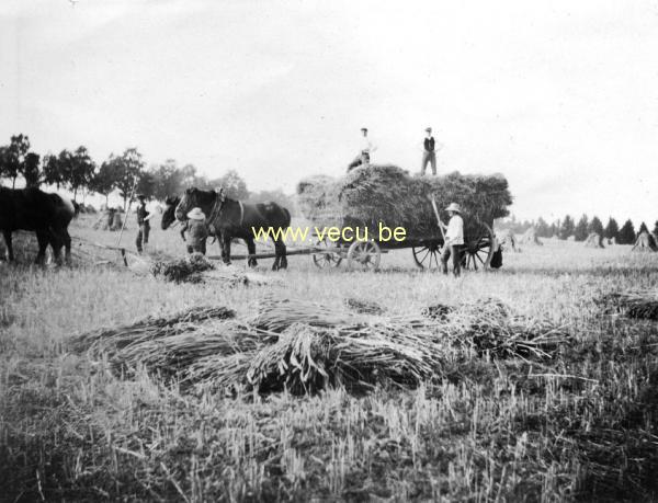 photo ancienne  de métiers de l'agriculture et de l'élevage  Ramassage du foin