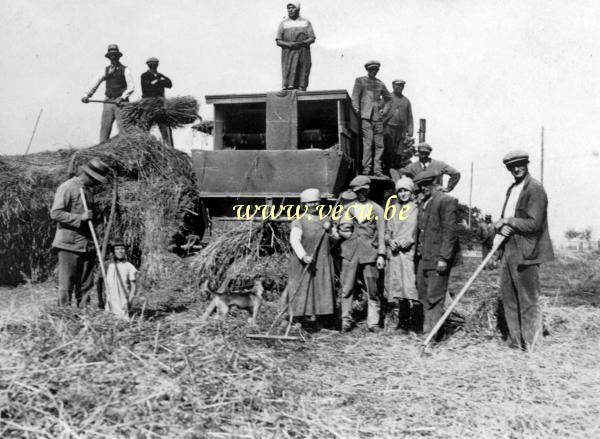 photo ancienne  de métiers de l'agriculture et de l'élevage  La moisson