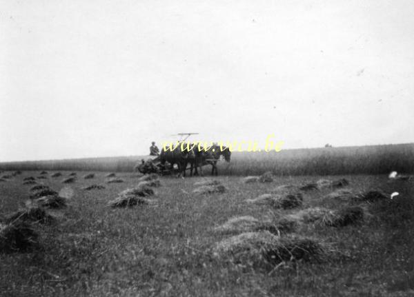 photo ancienne  de métiers de l'agriculture et de l'élevage  Moissons