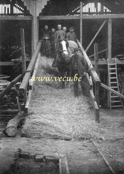 photo ancienne  de métiers de l'agriculture et de l'élevage  Palefrenier