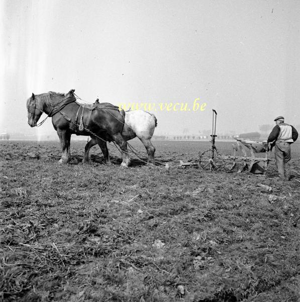 foto  van Landbouw en Veetelt 