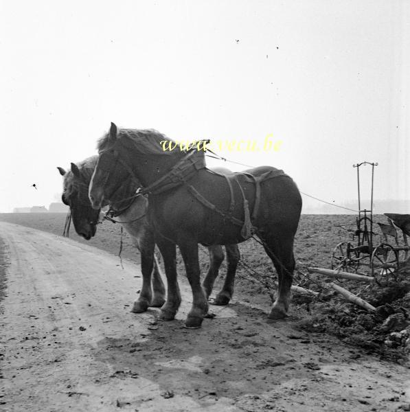 photo ancienne  de métiers de l'agriculture et de l'élevage  Labourage