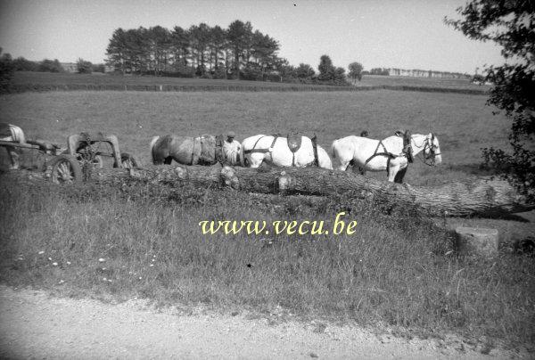 photo ancienne  de métiers forestiers  