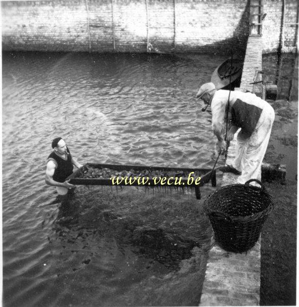 photo ancienne  de métiers liés à la pêche  