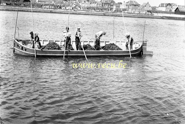 photo ancienne  de métiers liés à la pêche &nbsp;La pêche des moules
