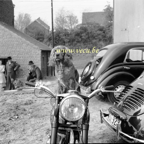 photo ancienne  de motos F.N.  Le chien pose sur la F.N