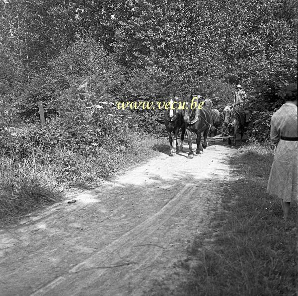 photo ancienne  Attelage de chevaux dans les campagnes de Sorinne