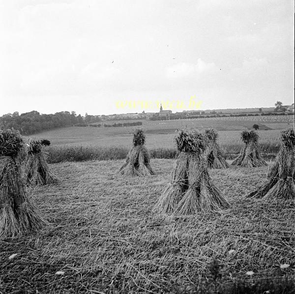 photo ancienne  Les moissons