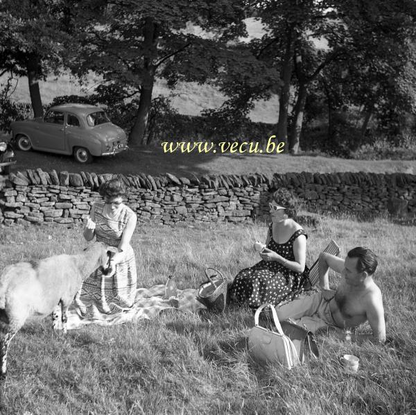 photo ancienne &nbsp;Les moutons s'invitent au pic-nic