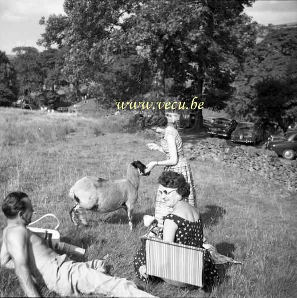 photo ancienne &nbsp;Les moutons s'invitent au festin...