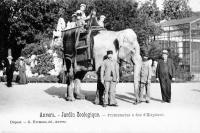 postkaart van Antwerpen Jardin zoologique - Promenade à dos d'éléphant