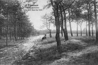carte postale ancienne de Rijmenam Clairière dans les bois