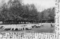 postkaart van Brussel Vue du bois de la Cambre