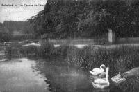 carte postale ancienne de Watermael-Boitsfort Les cygnes de l'étang