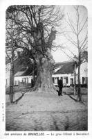 carte postale ancienne de Ixelles Le gros Tilleul à Boondael