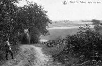 carte postale ancienne de Mont-Saint-Aubert Route sous bois