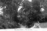 carte postale ancienne de Mont-Saint-Aubert Vue sous bois