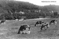 carte postale ancienne de Esneux Fechereux