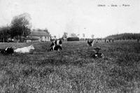 carte postale ancienne de Genk Prairie