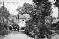 carte postale ancienne de Grand-Halleux Le vieux chêne de Petit Halleux