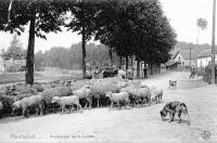 carte postale ancienne de Rochefort Promenade de la Lomme