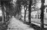 carte postale ancienne de Dixmude L'Allée des Tilleuls