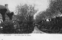 carte postale ancienne de La Panne Une drève dans les dunes