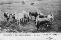 carte postale ancienne de Blankenberge Environs de Blankenberghe - Les prés