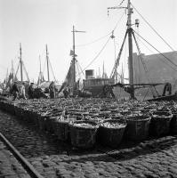 Ostende Déchargement du poisson