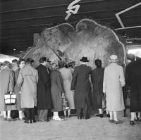 Expo58  Paviljoen van de verenigde staten. Sequoia van 2000 jaren oud.